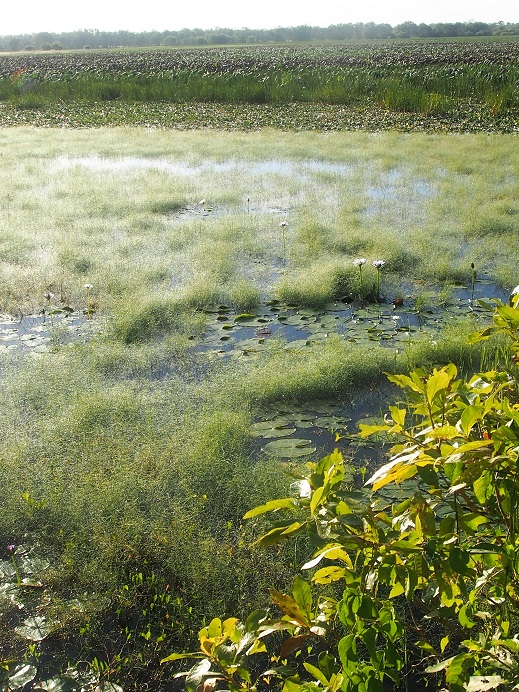 PARC KAKADU