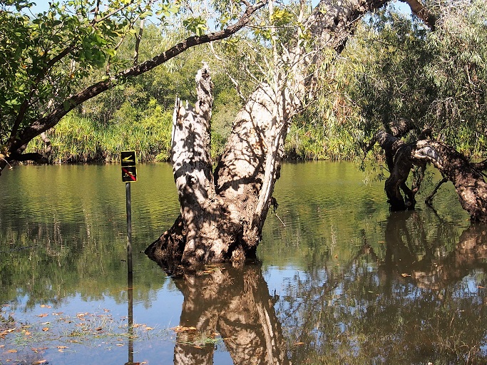 YELLOW WATER