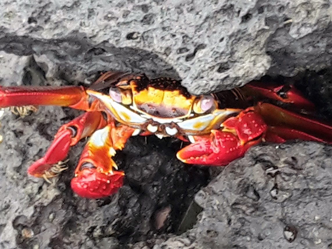 GALAPAGOS 1 S CRUZ (14)