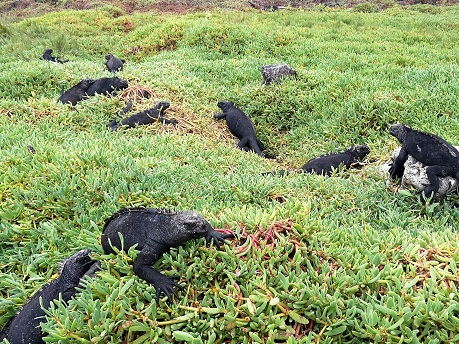 GALAPAGOS 1 S CRUZ (17)