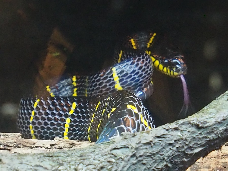 ZOO ET RIVER AVENTURE    